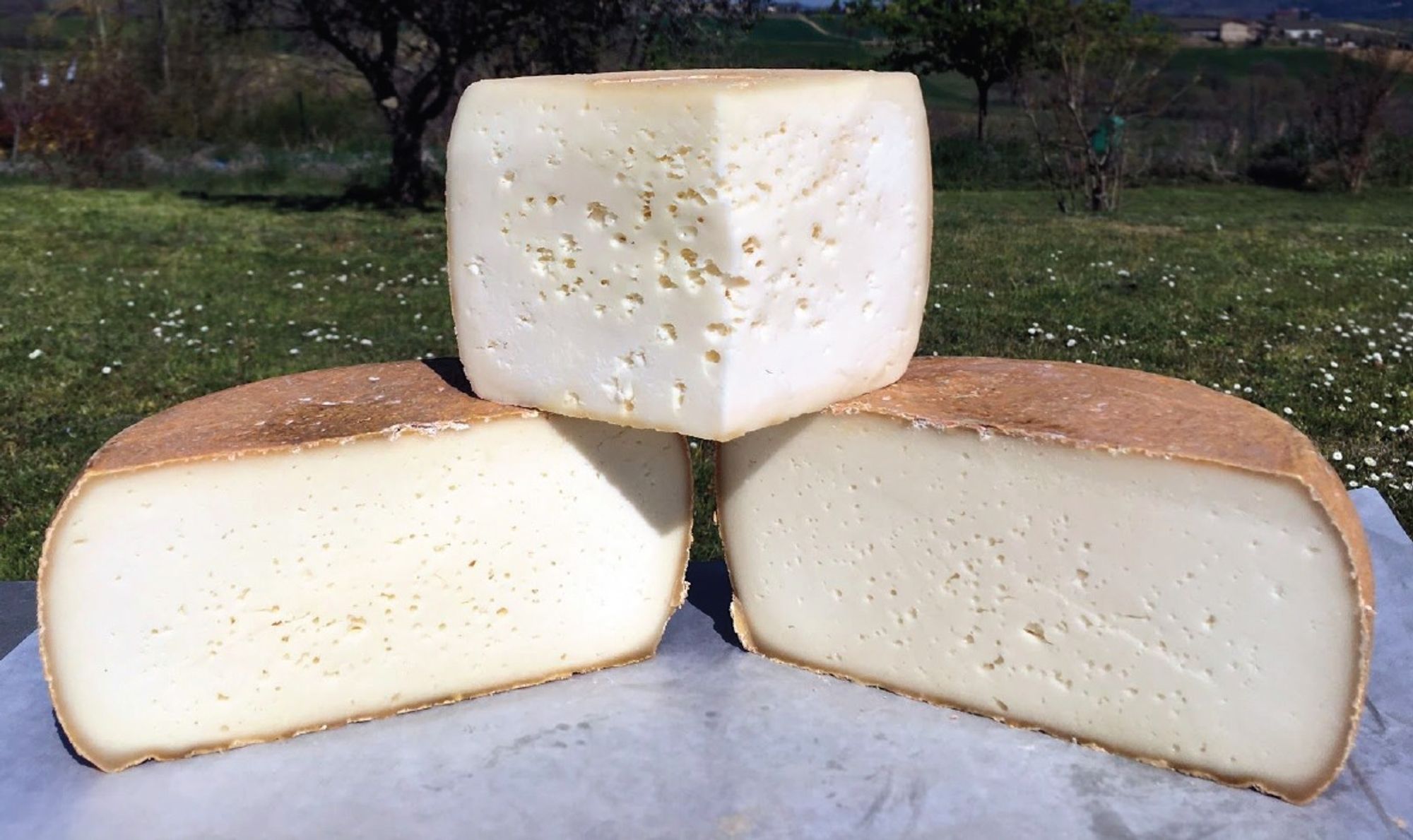 From the milk to the table: discover how to make cheese in a cheese factory