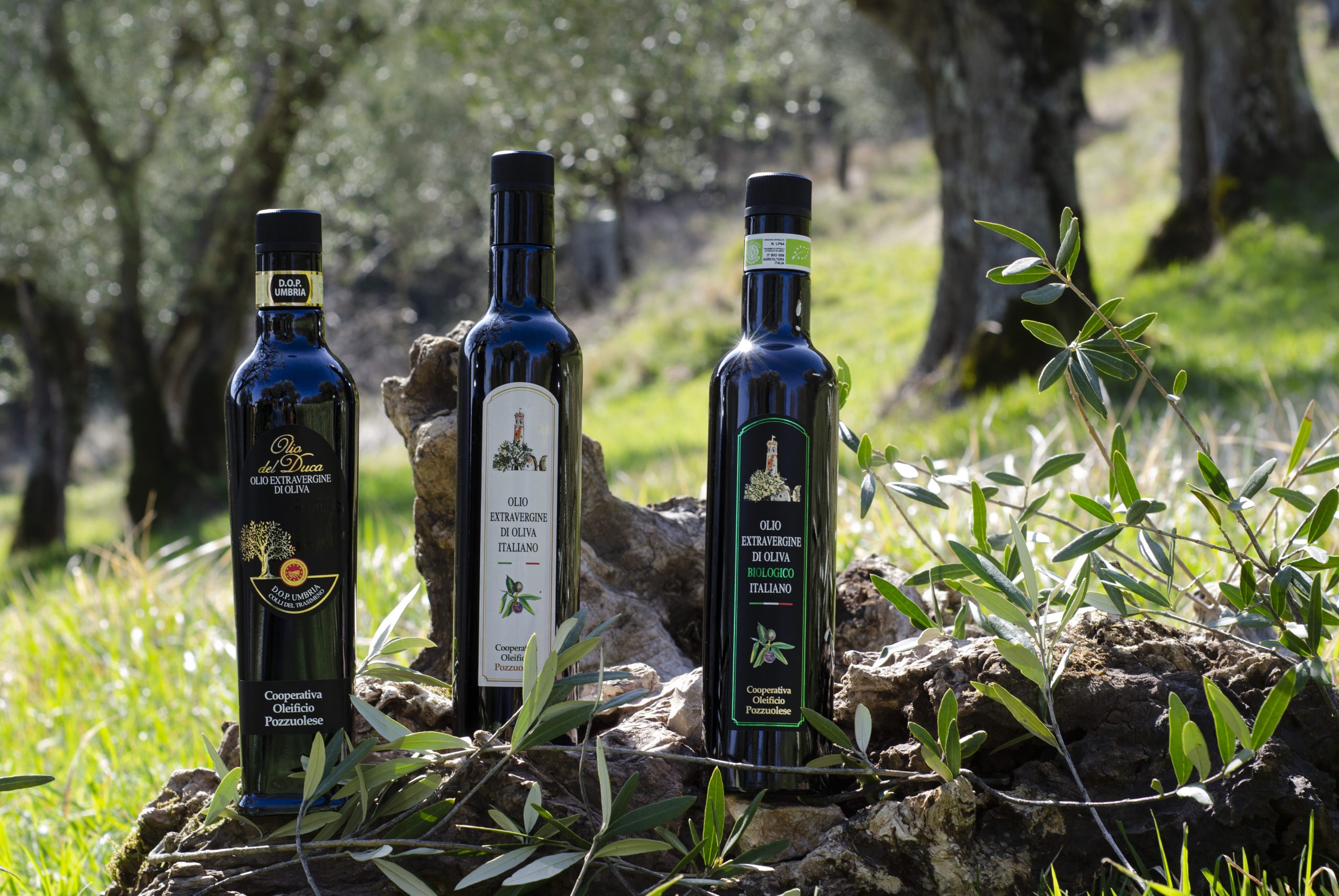 Extra virgin olive oil: Tradition respecting Nature