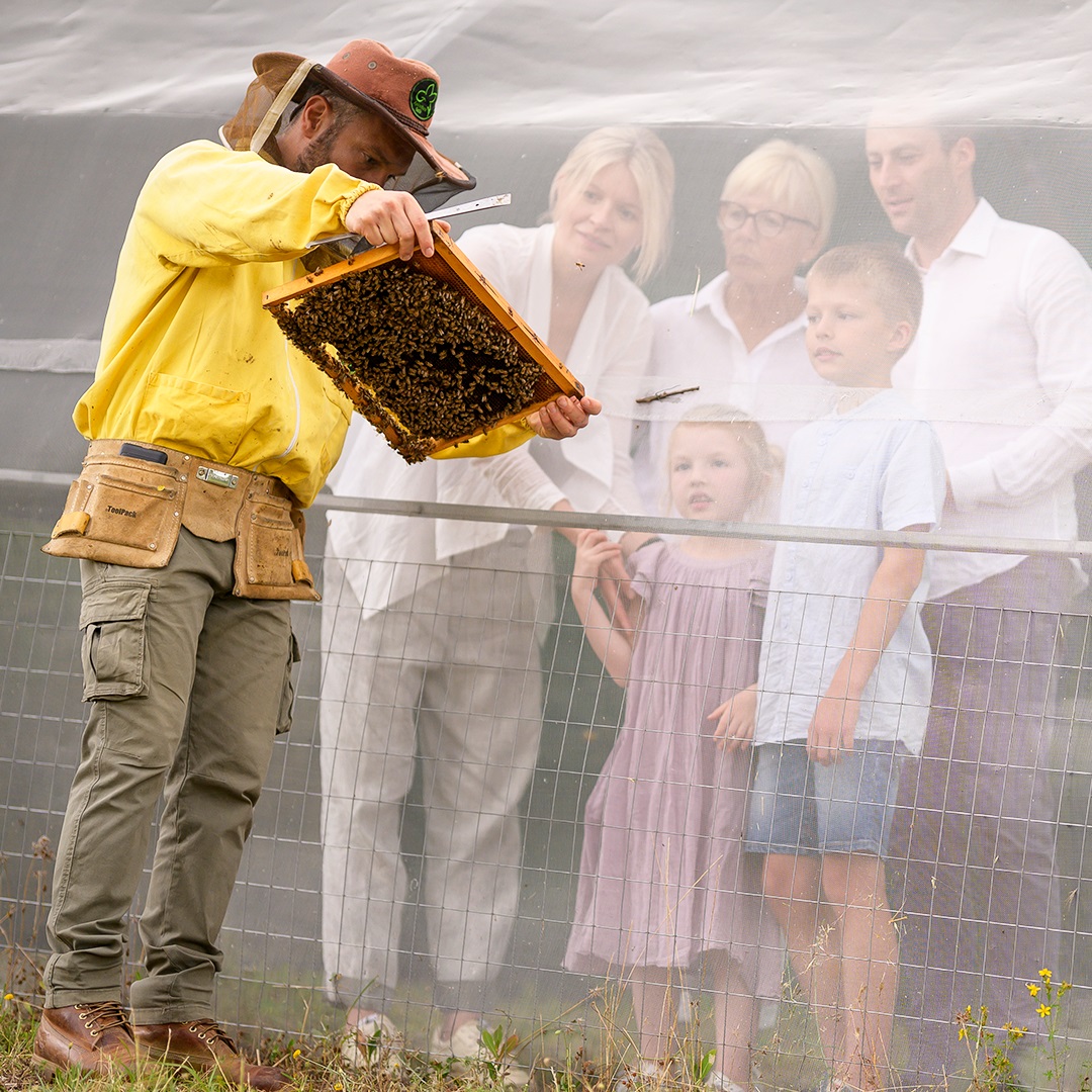 Beewatching: immersive visit to the apiary and honey tasting